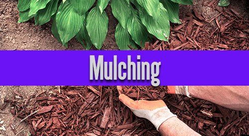 Mulching